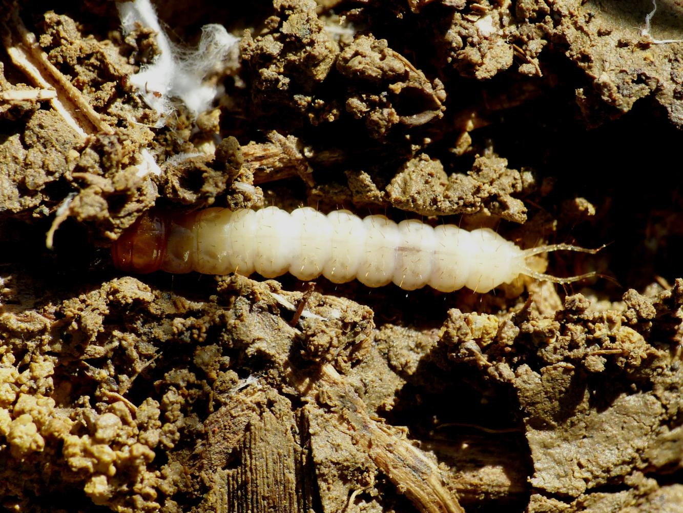 Larva di Carabidae